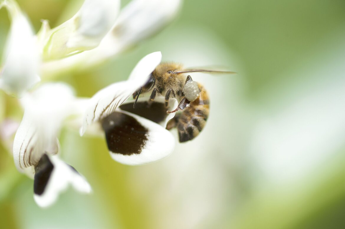 Eine Biene bestäubt eine schwarz-weiße Blüte