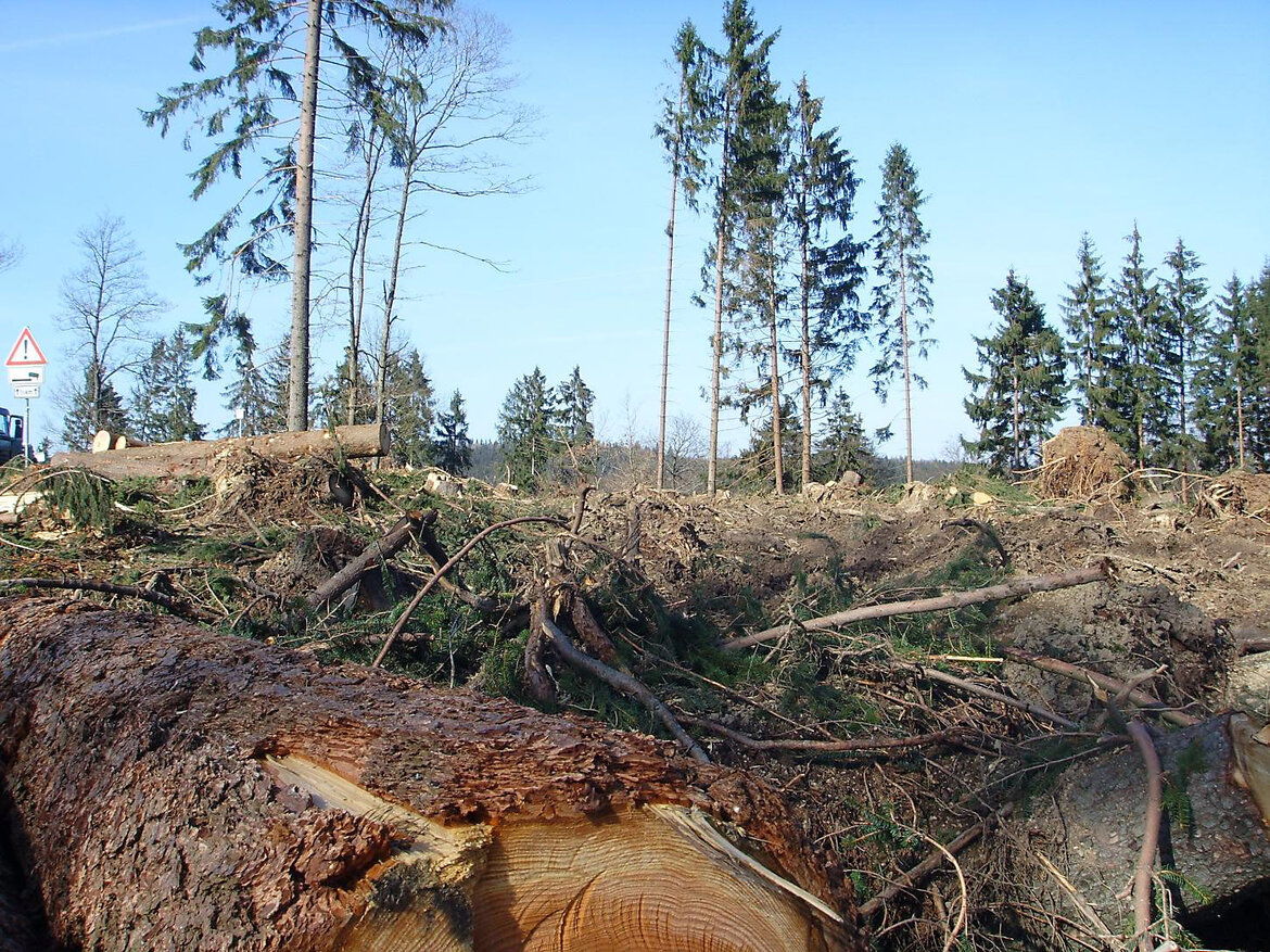 Orkan Kyrill: Waldschäden bei Wittgenstein, 2007 Umgestürzte Bäume in einem Waldgebiet