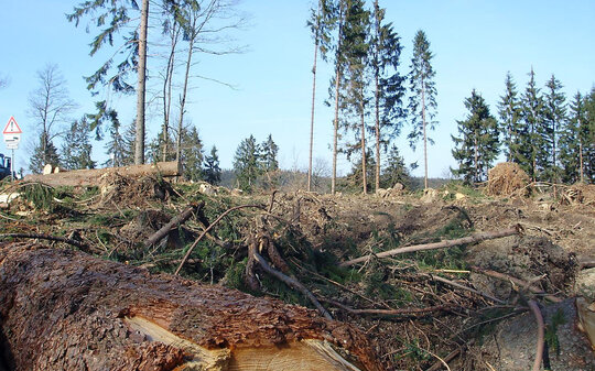 Umgestürzte Bäume in einem Waldgebiet