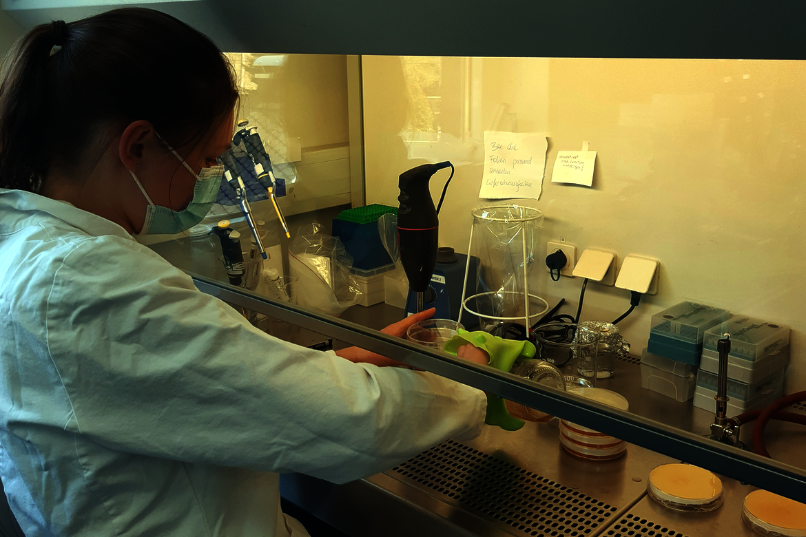 Eine Frau arbeitet unter einem Laborabzug mit Petrischalen