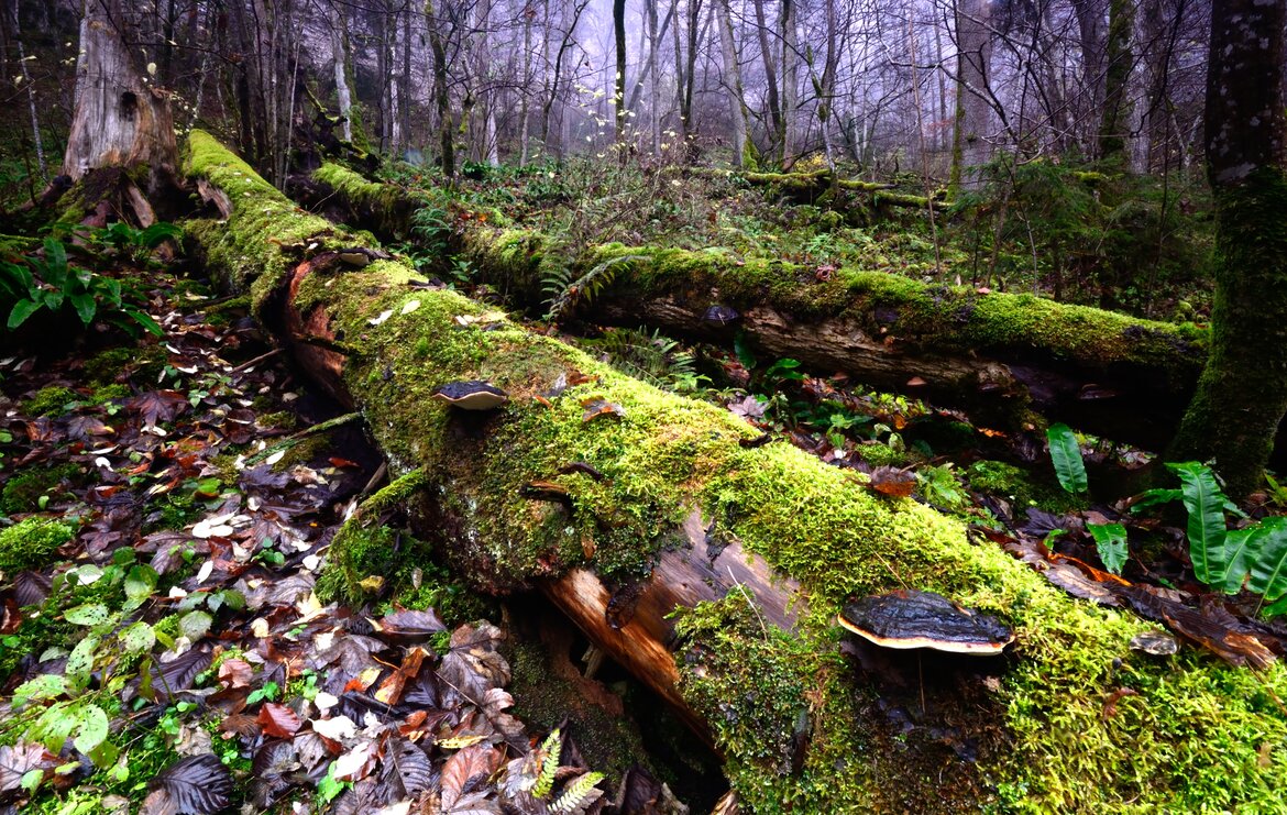 Liegende, mit Moos bewachsene Baunmstämme in einem Wald