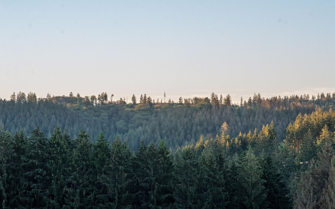 Blick über Baumwipfel bis zum Horizont