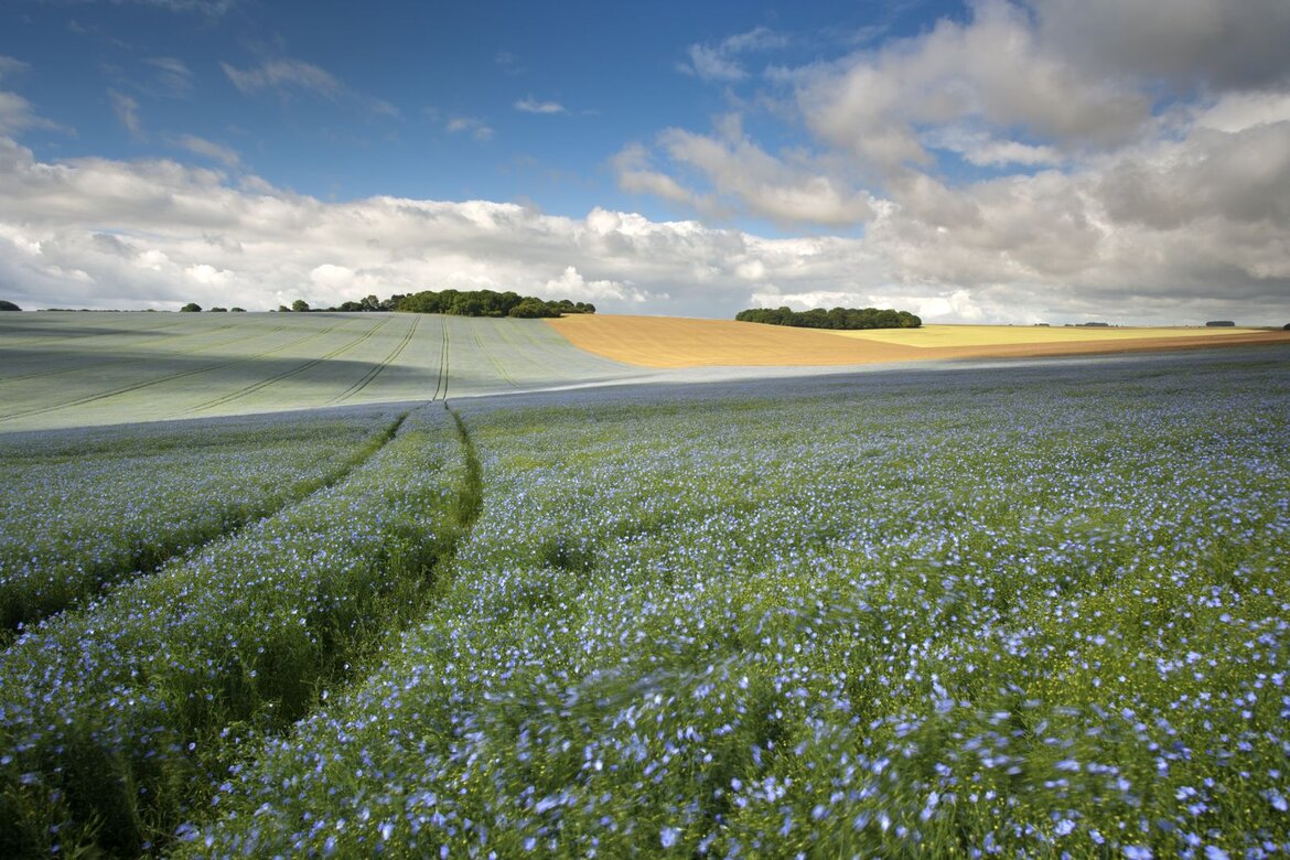 Ein Feld mit blau blühenden Leinpflanzen